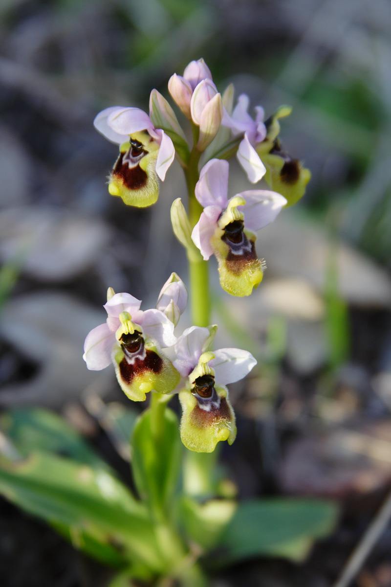 Ophrys tenthredinifera